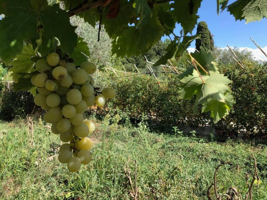 La Vigna Agriturismo Villa Siena Luaran gambar