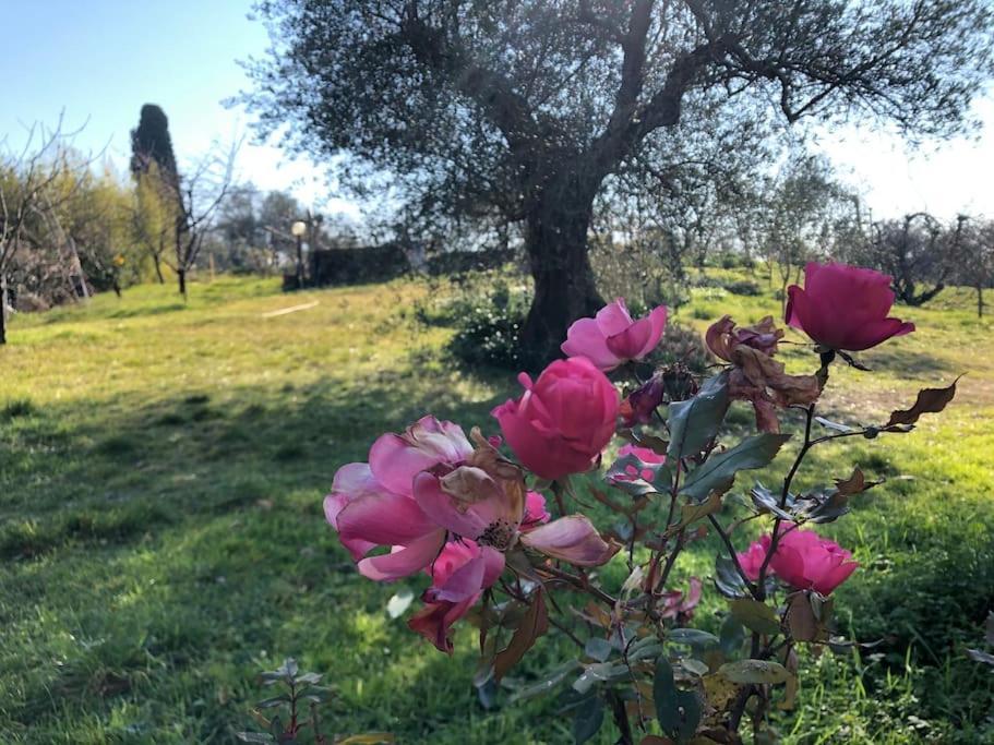 La Vigna Agriturismo Villa Siena Luaran gambar