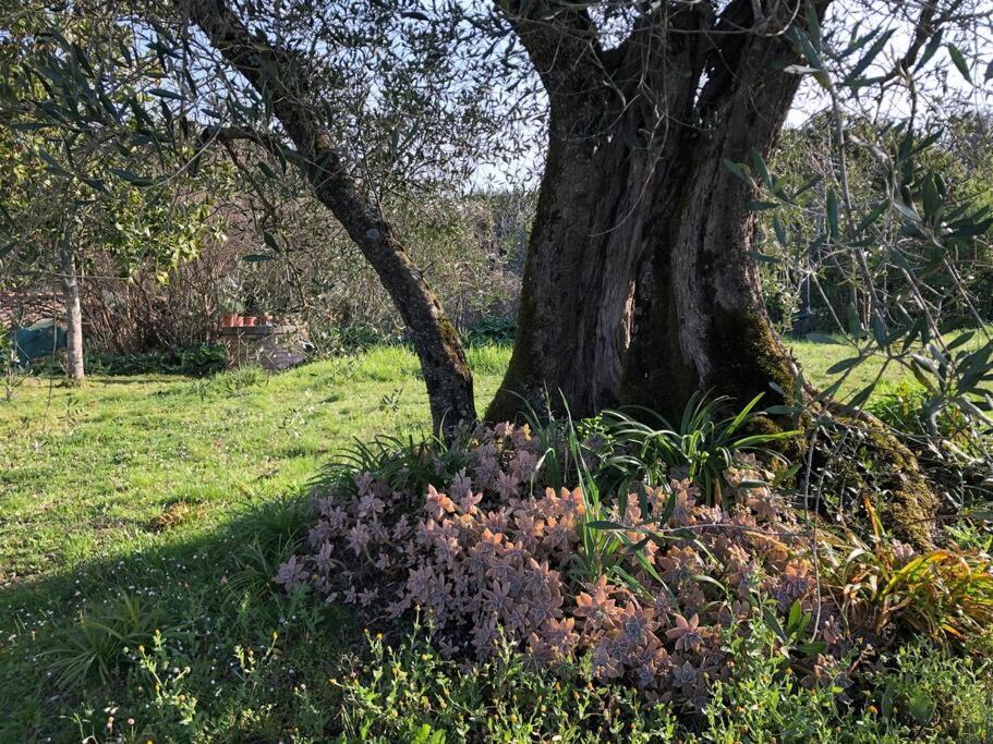 La Vigna Agriturismo Villa Siena Luaran gambar