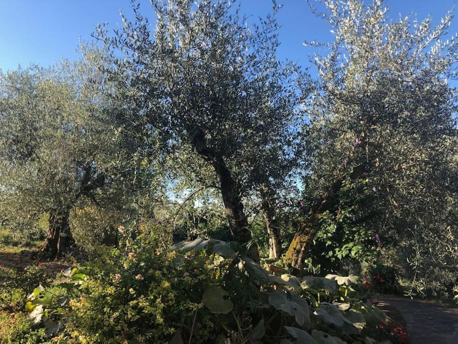 La Vigna Agriturismo Villa Siena Luaran gambar