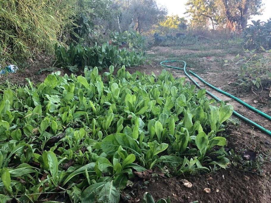 La Vigna Agriturismo Villa Siena Luaran gambar