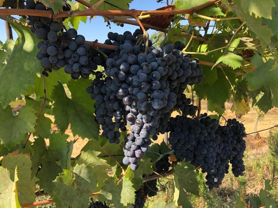 La Vigna Agriturismo Villa Siena Luaran gambar