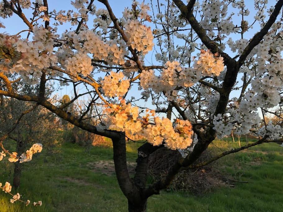 La Vigna Agriturismo Villa Siena Luaran gambar