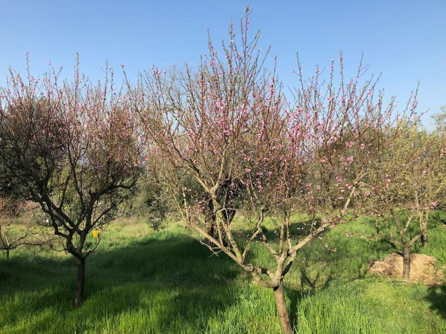La Vigna Agriturismo Villa Siena Luaran gambar