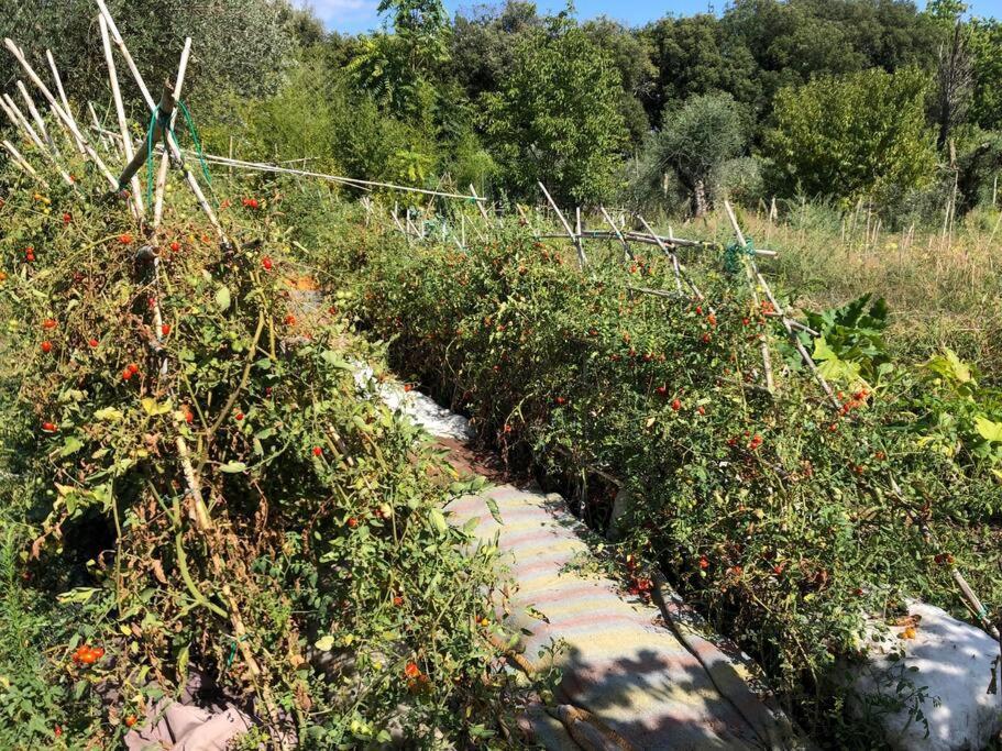 La Vigna Agriturismo Villa Siena Luaran gambar